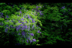 Wisteria Violet