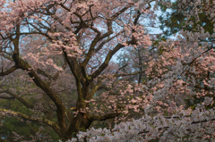 桜の正念場