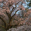 桜の正念場