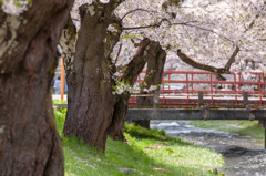 観音寺川の桜：３