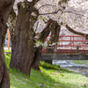 観音寺川の桜：３