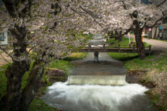 観音寺川の桜：２