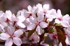 Pink Star