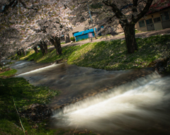 観音寺川の桜