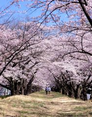 桜小道