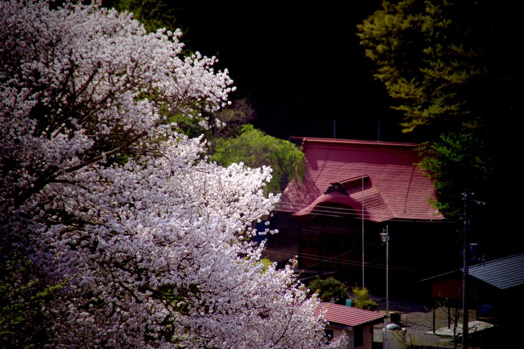 Japanese Cherry blossom