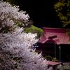 Japanese Cherry blossom