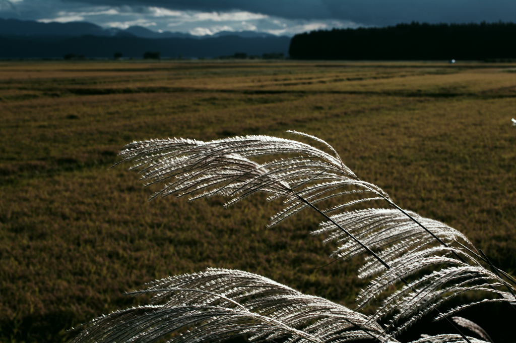 Japanese pampas grass
