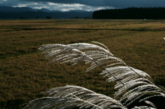 Japanese pampas grass