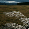 Japanese pampas grass