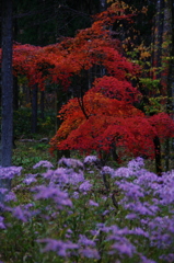 秋の彩り