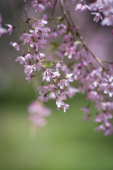 枝垂れ桜
