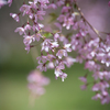 枝垂れ桜