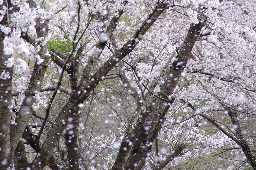 Whiteout