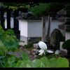 これから咲きますよ。