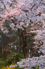 朝の春色