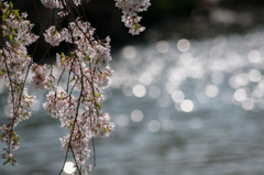 桜キラキラ