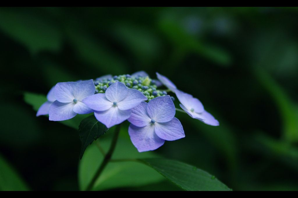 アジサイ：紫陽花