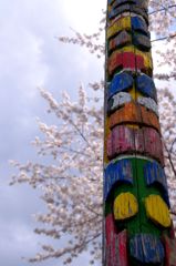 Totem Poleのお花見