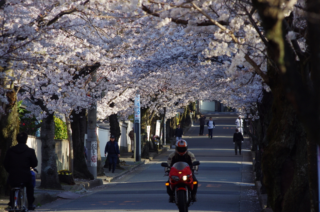 桜通り