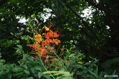 八重山の花