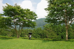夏の木かげ