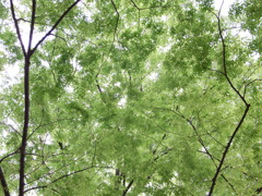 緑　透きとおる