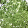 緑　透きとおる