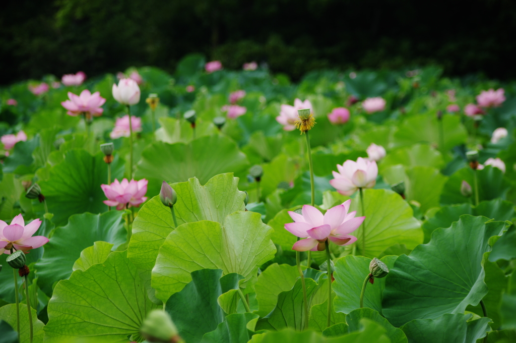 華咲く森に遊ぶ