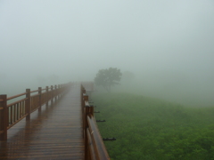 霧の木道