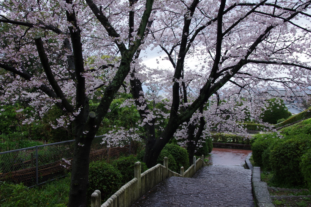 今日も雨