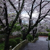 今日も雨