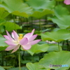 昇華