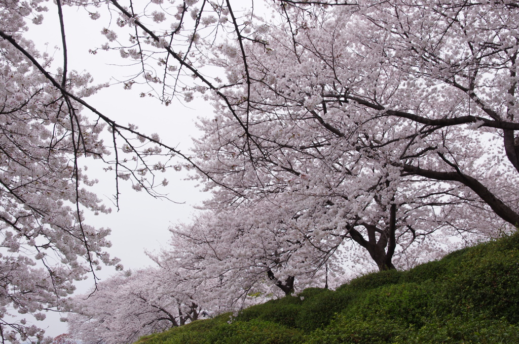 桜が丘