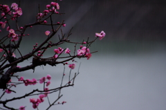 降りしきる雨の中で