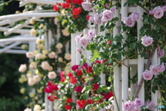 SUNSHINE in the Rose Garden
