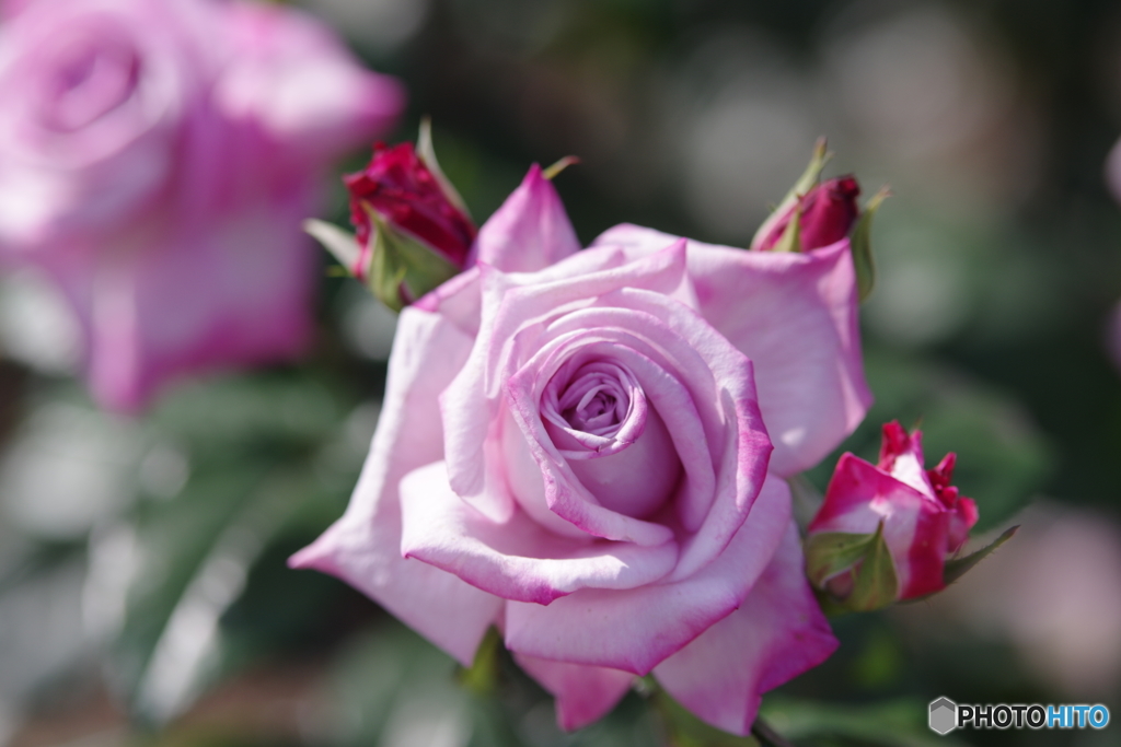 薔薇三態II