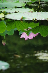 蓮花ふたつ　－写鏡－