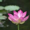 花影