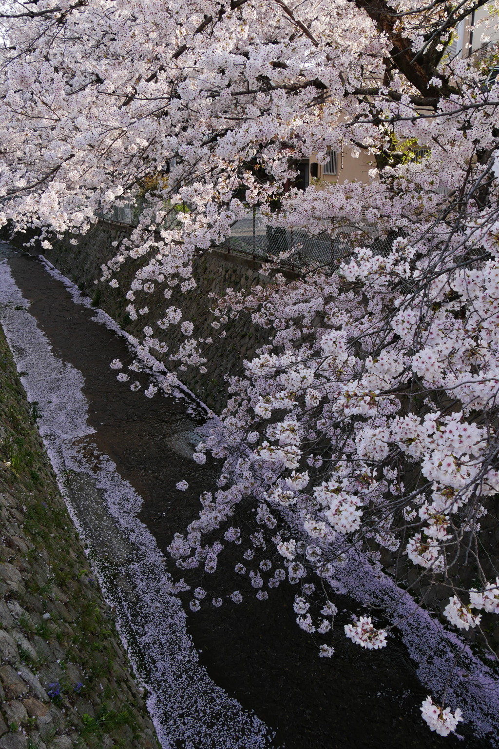 石澄の川