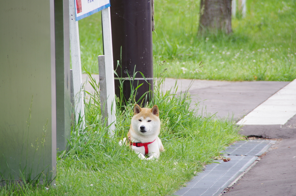 あばしりのるす番犬