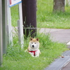 あばしりのるす番犬