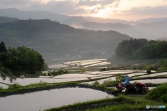 初夏 棚田の朝