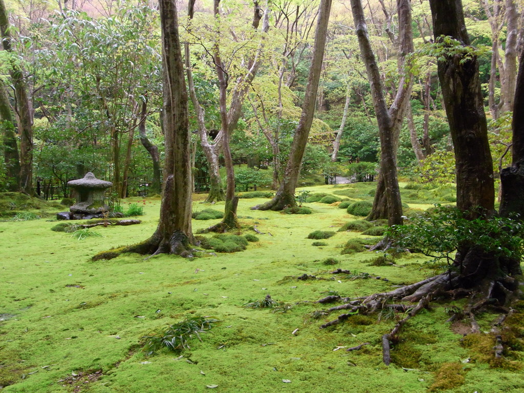 雨の庭