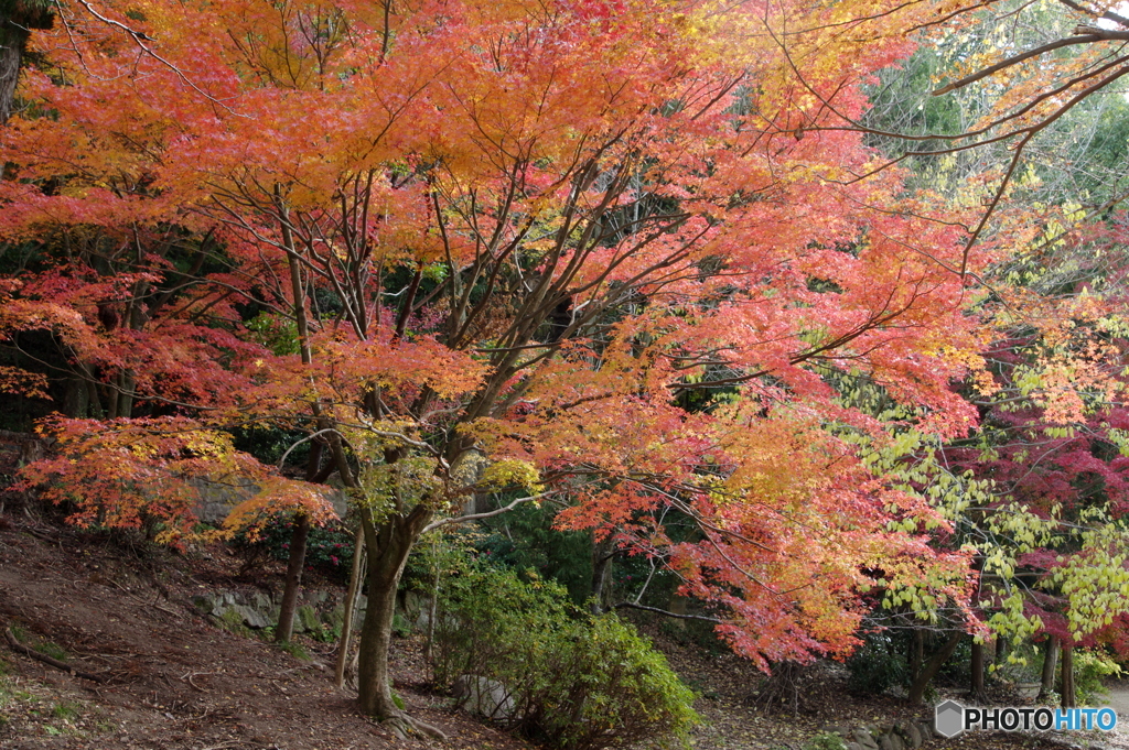 里山の紅