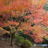 里山の紅