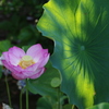 蓮 2018　華葉