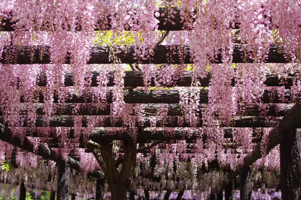 紫雫