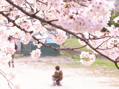 少年と桜