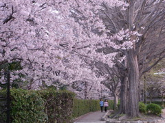 桜の下を